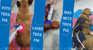 Laserterapia, Fototerapia com Leds e Magnetoterapia em pequenos animais • 100% Prático • 2ª Turma • Intensivo
