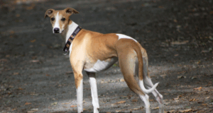 Anatomia aplicada à região de membro torácico e membro pélvico da espécie canina