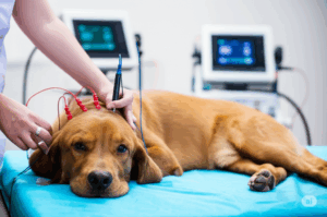 Eletroacupuntura • 13ª Turma