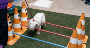 Exercícios Terapêuticos - Cinesioterapia e Diagnóstico Ortopédico em pequenos animais 100% Prático • 3ª Turma • Intensivo