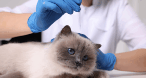 Acupuntura Veterinária • 29ª Turma • Extensivo