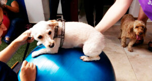 Neuroreabilitação Animal • 4ª Turma • Extensivo