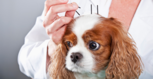 Acupuntura Veterinária no tratamento da Síndrome da Disfunção Cognitiva Canina