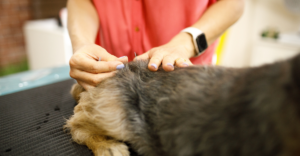 Acupuntura Veterinária no tratamento da Doença Renal Crônica