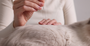 Acupuntura Veterinária no tratamento de Diabetes mellitus