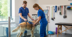 Fisioterapia Veterinária Online • 9ª Turma • Extensivo
