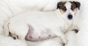 Patologias da gestação e mastectomias em cadelas e gatas (piometra, fetos mortos e pseudociese)