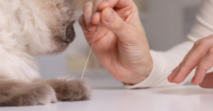 Casos clínicos em Acupuntura Veterinária 100% Prático • Intensivo