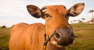 Procedimentos Cirúrgicos em Ruminantes