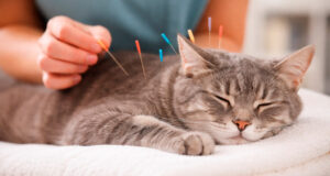 Fundamentos de la Acupuntura Veterinaria