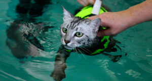 Reabilitação Animal: Fisioterapia e Acupuntura Veterinária • 11ª Turma • Intensivo