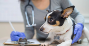Neurologia de Cães e Gatos • 5ª Turma • Pós-Graduação • Lato Sensu