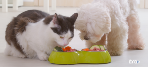 Nutrição e Dietoterapia de Cães e Gatos • 4ª Turma • Pós-Graduação • Lato Sensu
